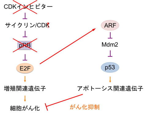 背景 I 転写因子e2f 転写因子e2fは 二大がん抑制因子の1つであるprbの主な標的で 細胞増殖とがん化抑制に中心的な役割を担っています 休止期において E2fの活性はprbが結合することによって抑制されています 増殖刺激によってサイクリン