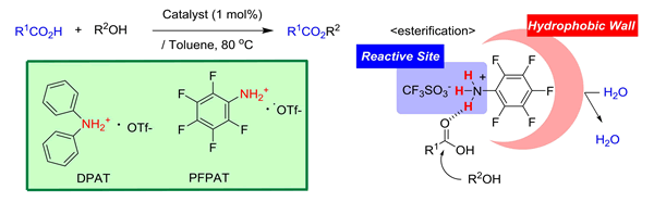 アンモニウムトリフラート触媒（DPAT, PFPAT）を用いる触媒的エステル化・チオエステル化・マクロラクトン化反応
