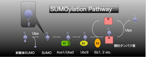 図１．SUMO化経路
