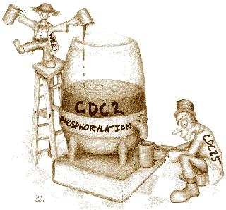 図４．Cartoon of the G2/M Regulation in the FissionYeast